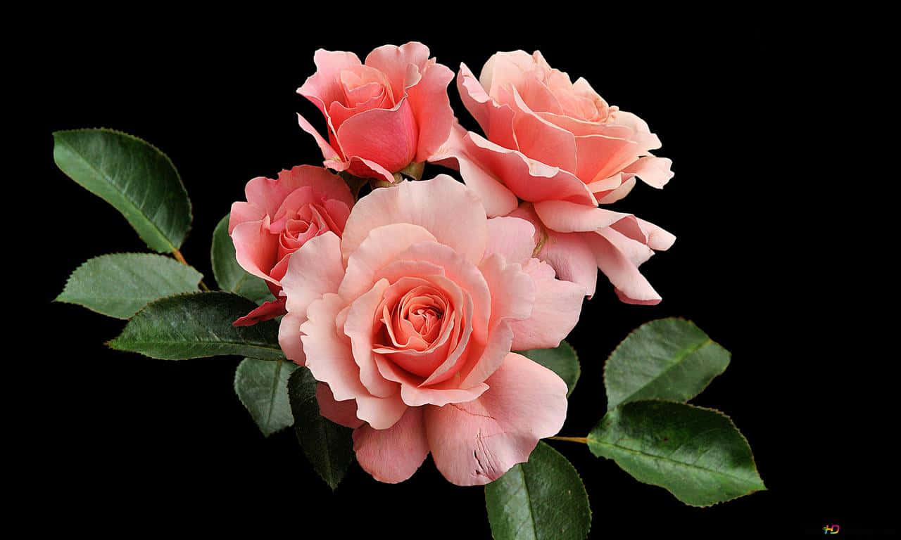 ורד ורוד 1280x768 טפט