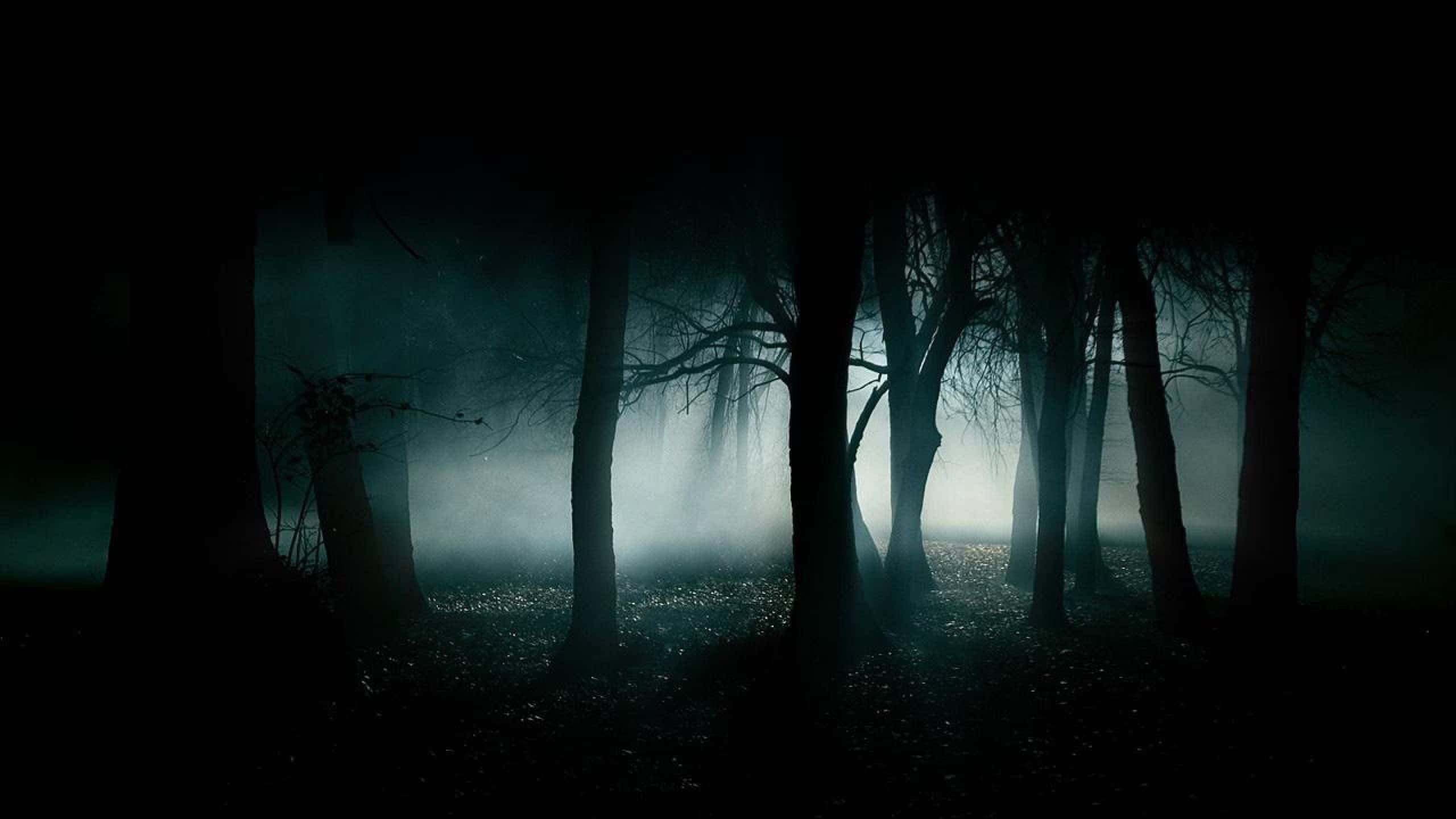2560x1440 שחור יער מבשר רעות טפט