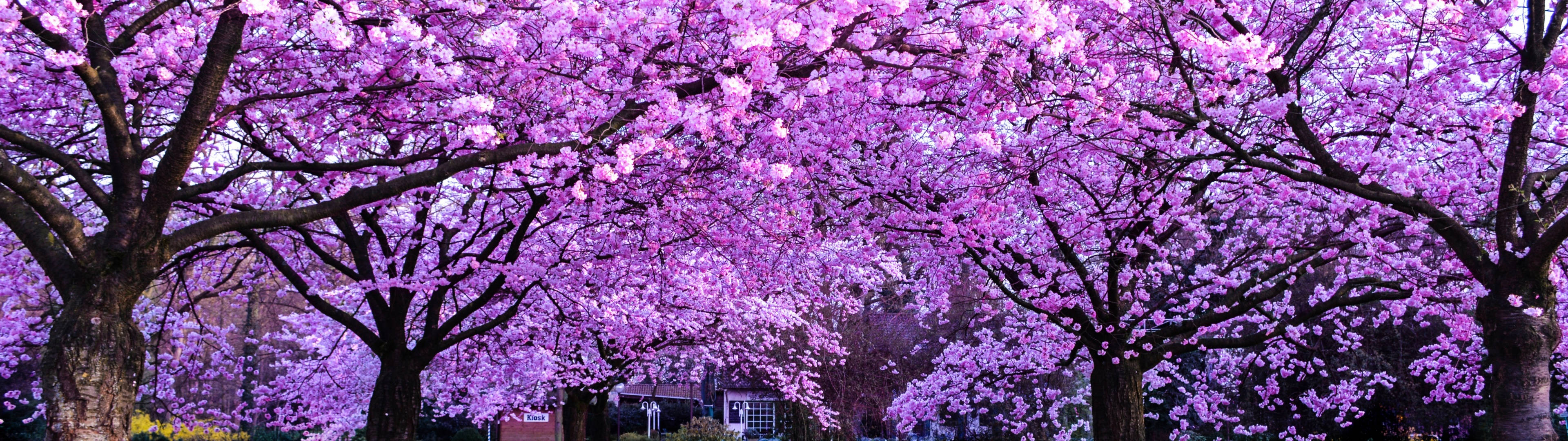 3840x1080 4K עצי פריחת דובדבן טפט