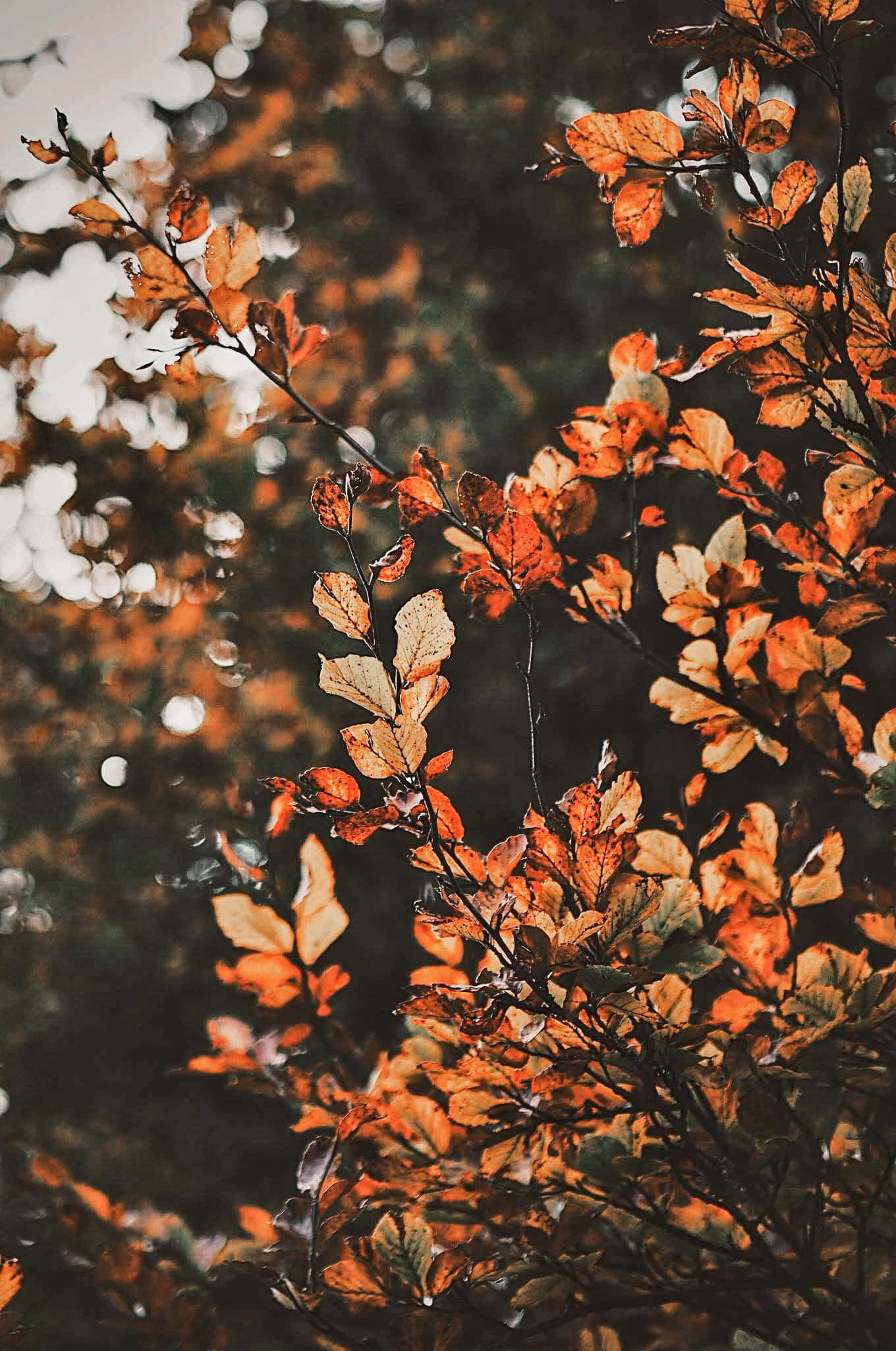 התפעל מיופיו של הסתיו עם העלים הצבעוניים של Aesthetic Fall. טפט