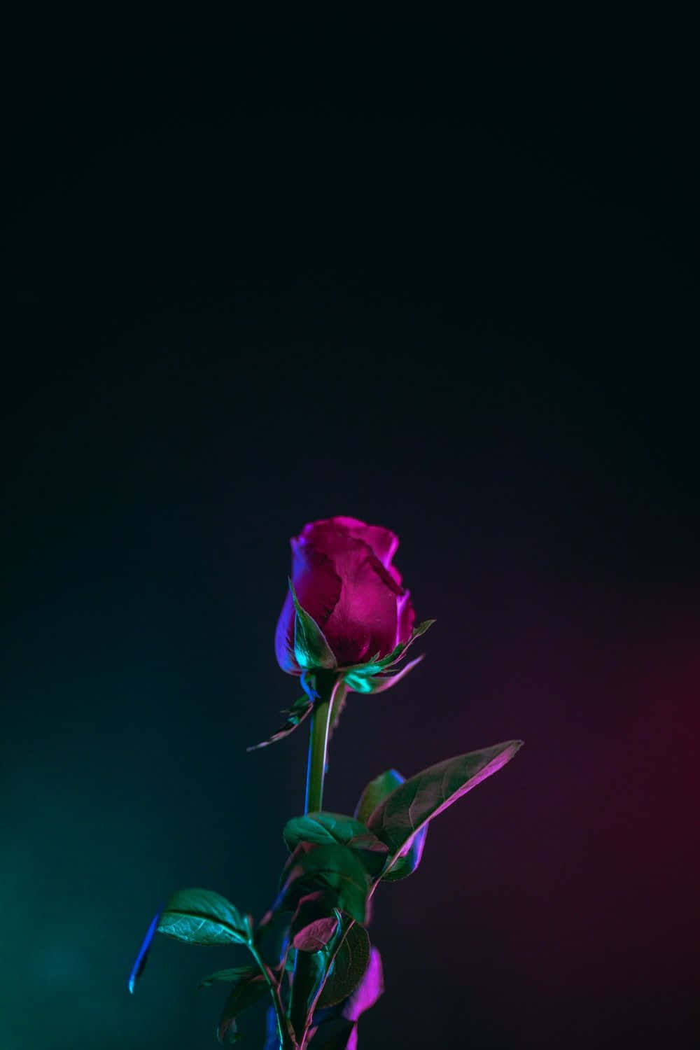 רקע OLED של ניצן ורד אדום לאייפון XS טפט