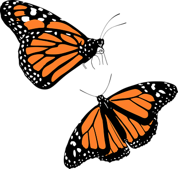 גרפיקת פרפר מונרך טפט
