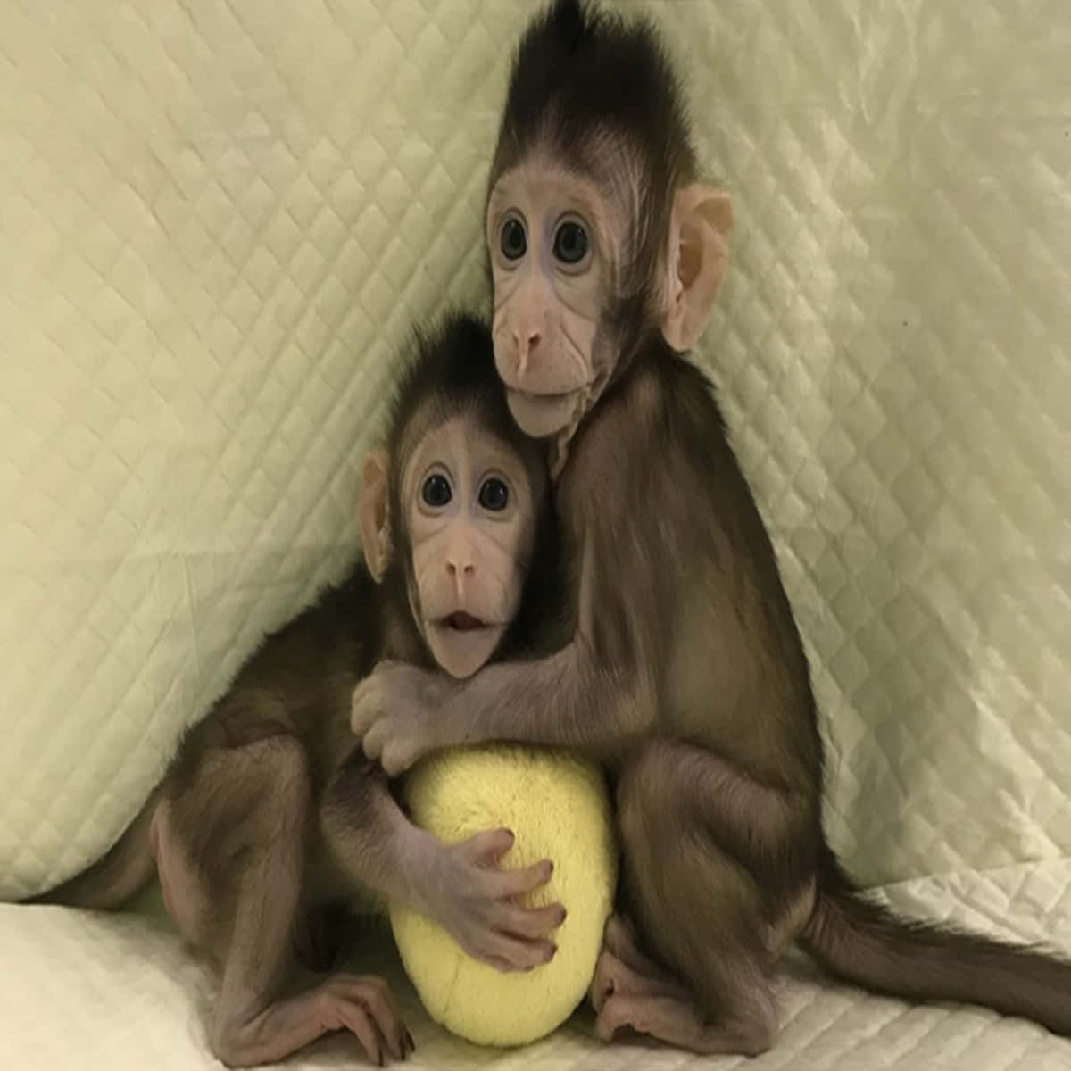 הקוף החמוד הזה יחיוך אתכם טפט