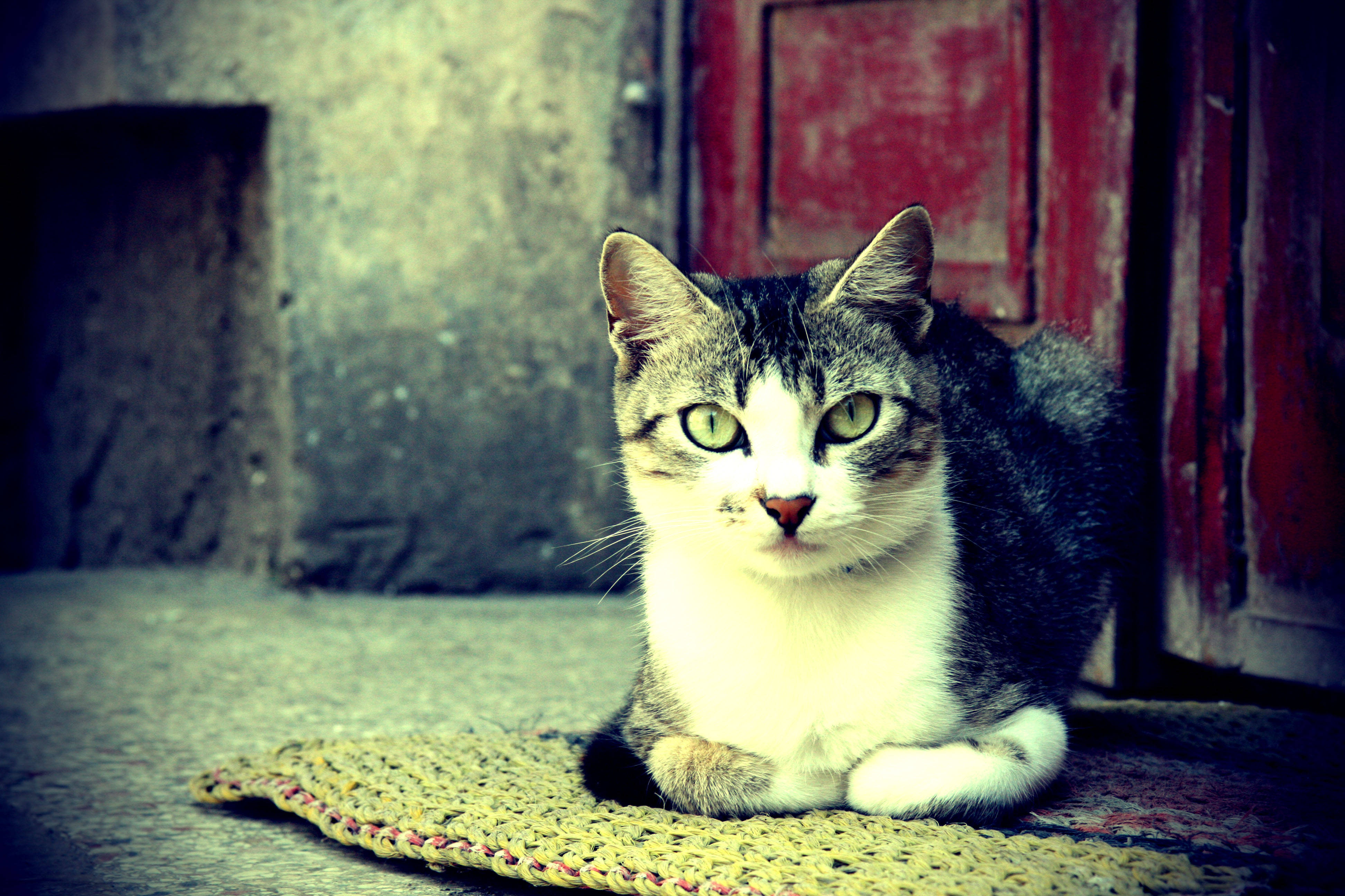 חתול אסתטי בשטיח טפט