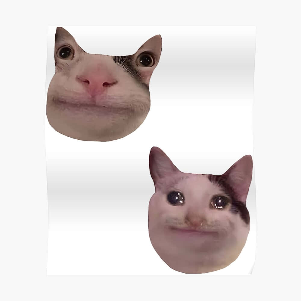 חתול ממם מצחיק לתמונת פרופיל בדיסקורד טפט