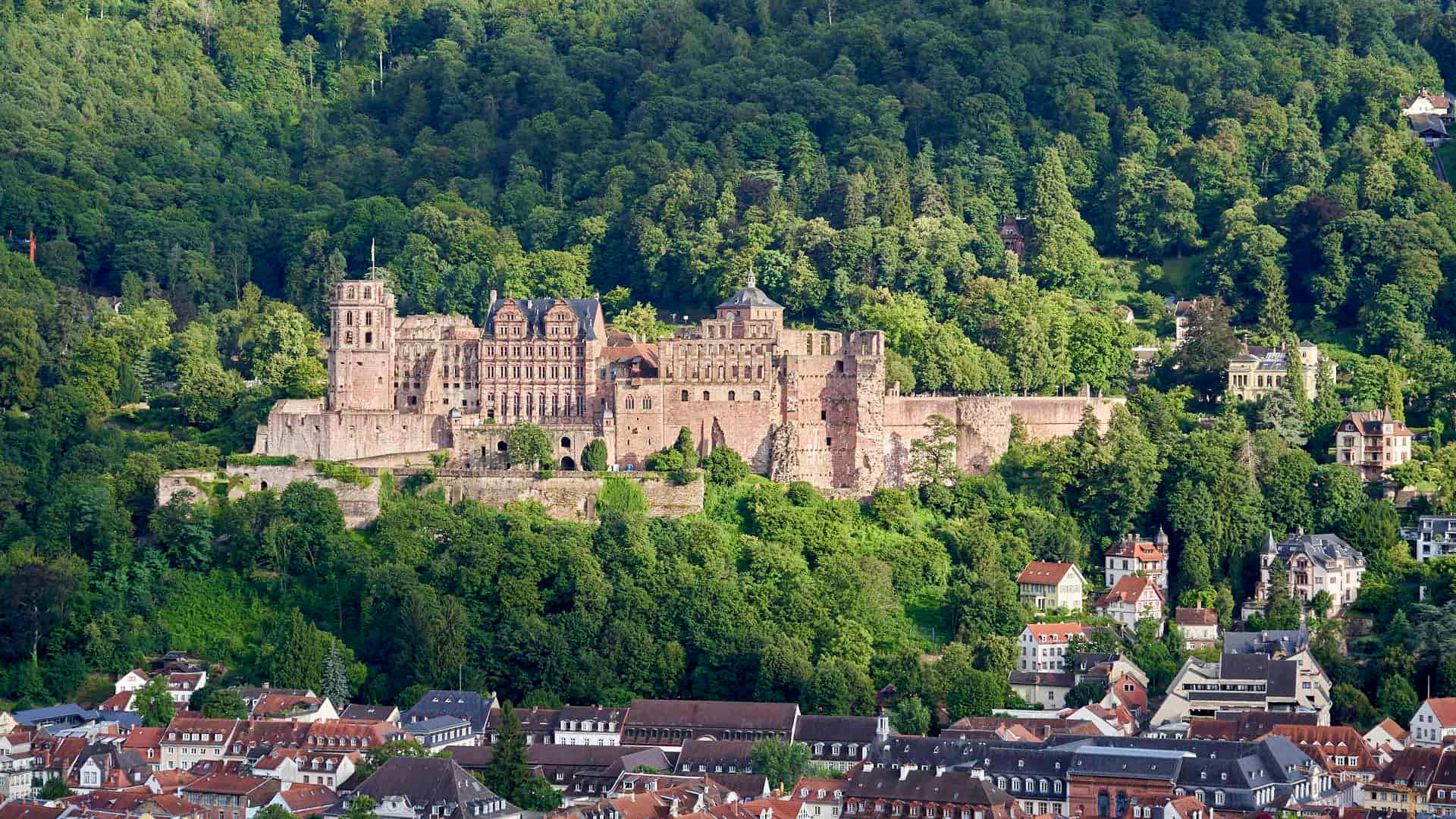 יער סביב טירת היידלברג טפט
