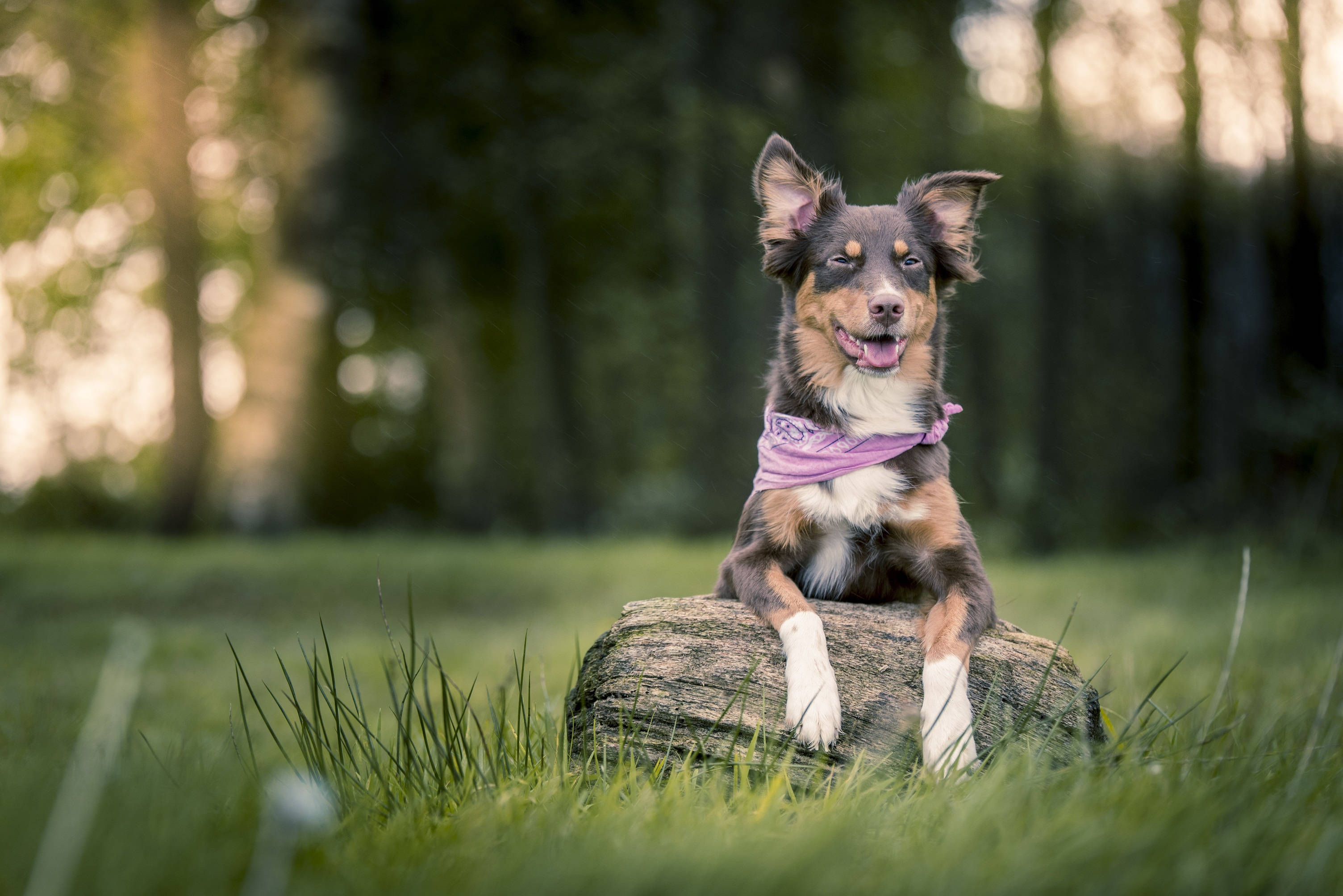כלב חמוד עם מטפחת סגולה טפט