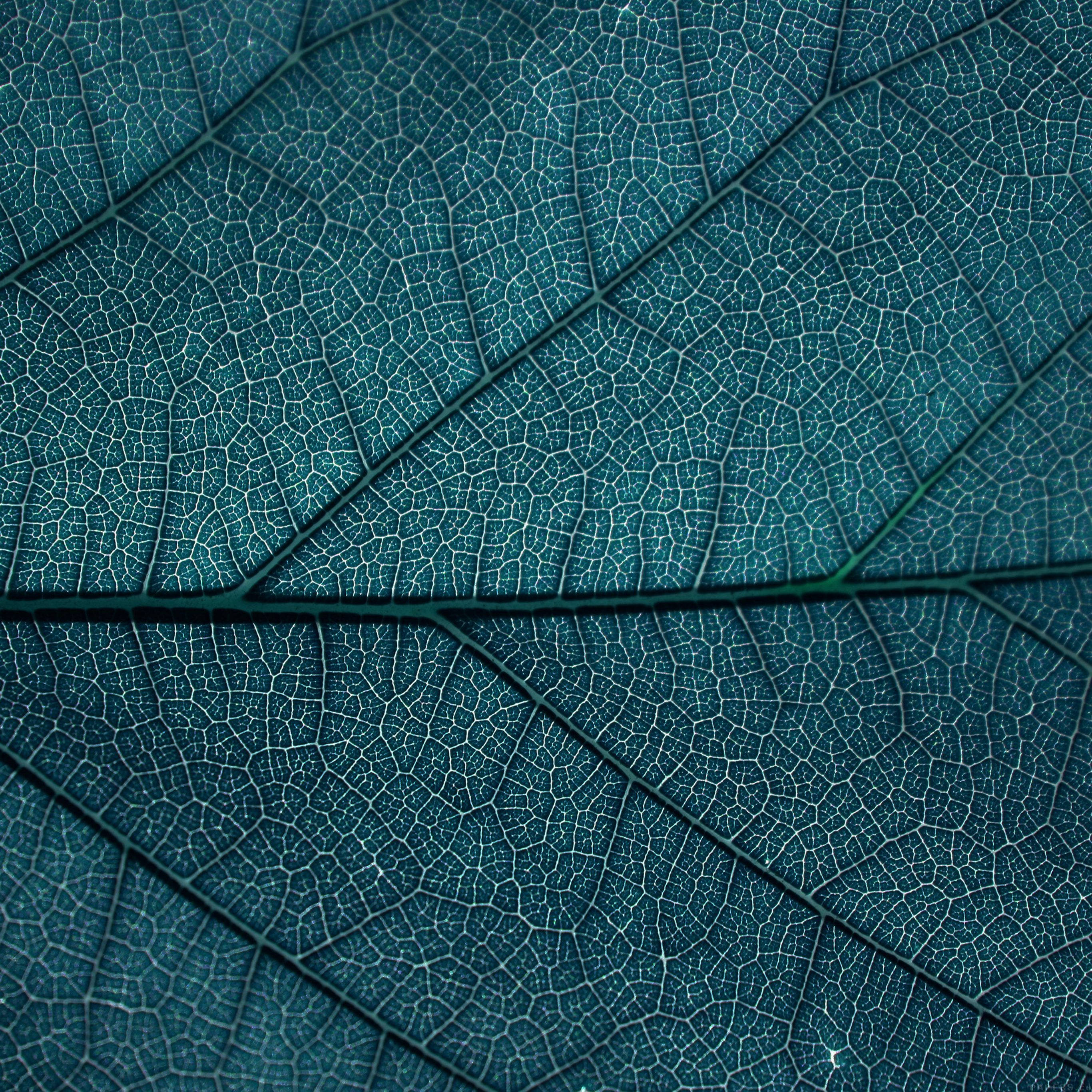מרקם עלה דוגמה אסתטית טפט
