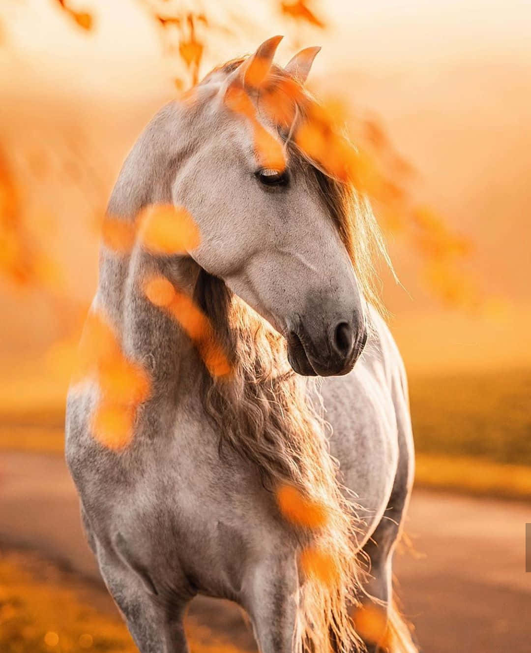 סוס חמוד וידידותי עם רעמה לבנה ויפה. טפט