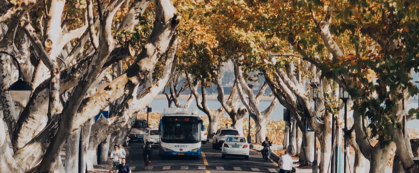 סתיו,דולב,נוף,שעת הזהב,שלווה,קולנועי,טבע,רחוב,נופי,כביש