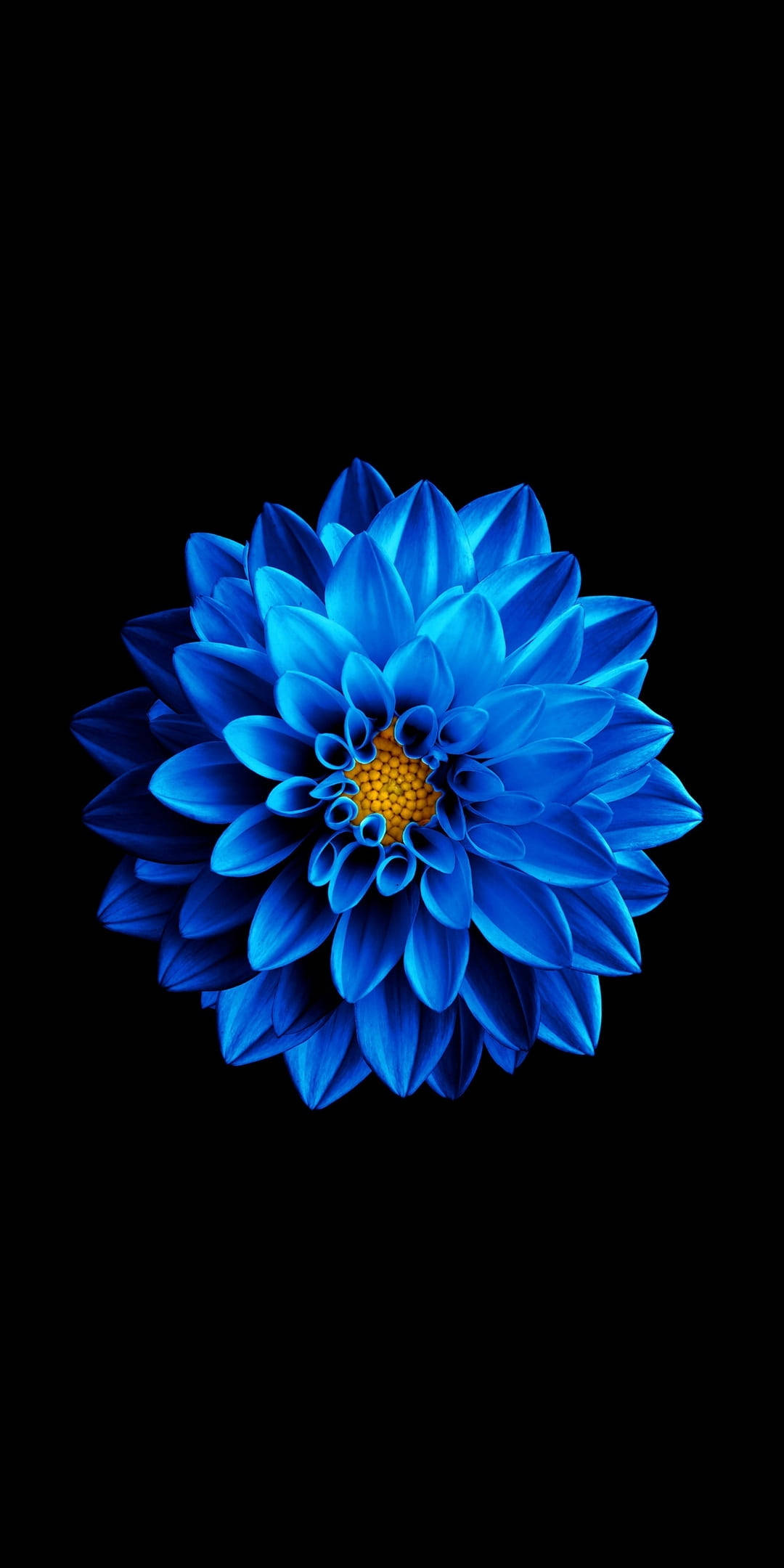 פרח כחול על רקע שחור AMOLED טפט