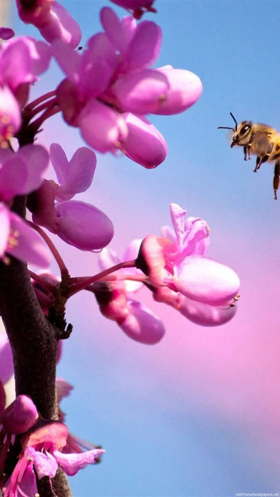 פרח סחלב ורוד לאייפון טפט