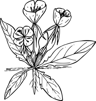 קנבס ריק כהה טפט