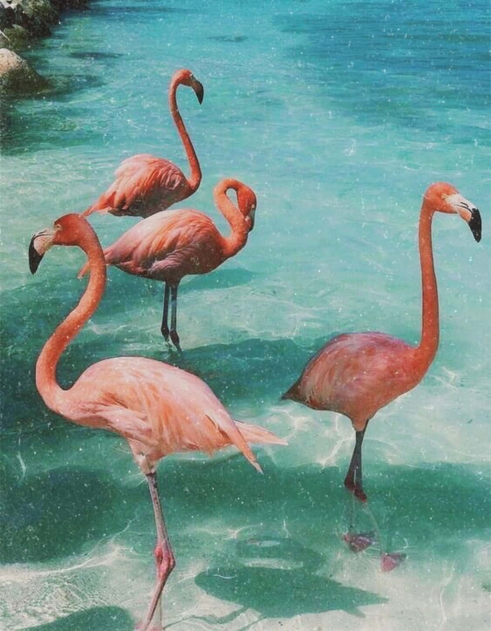 רענן את נשמתך עם אסתטיקת קיץ מדהימה. טפט