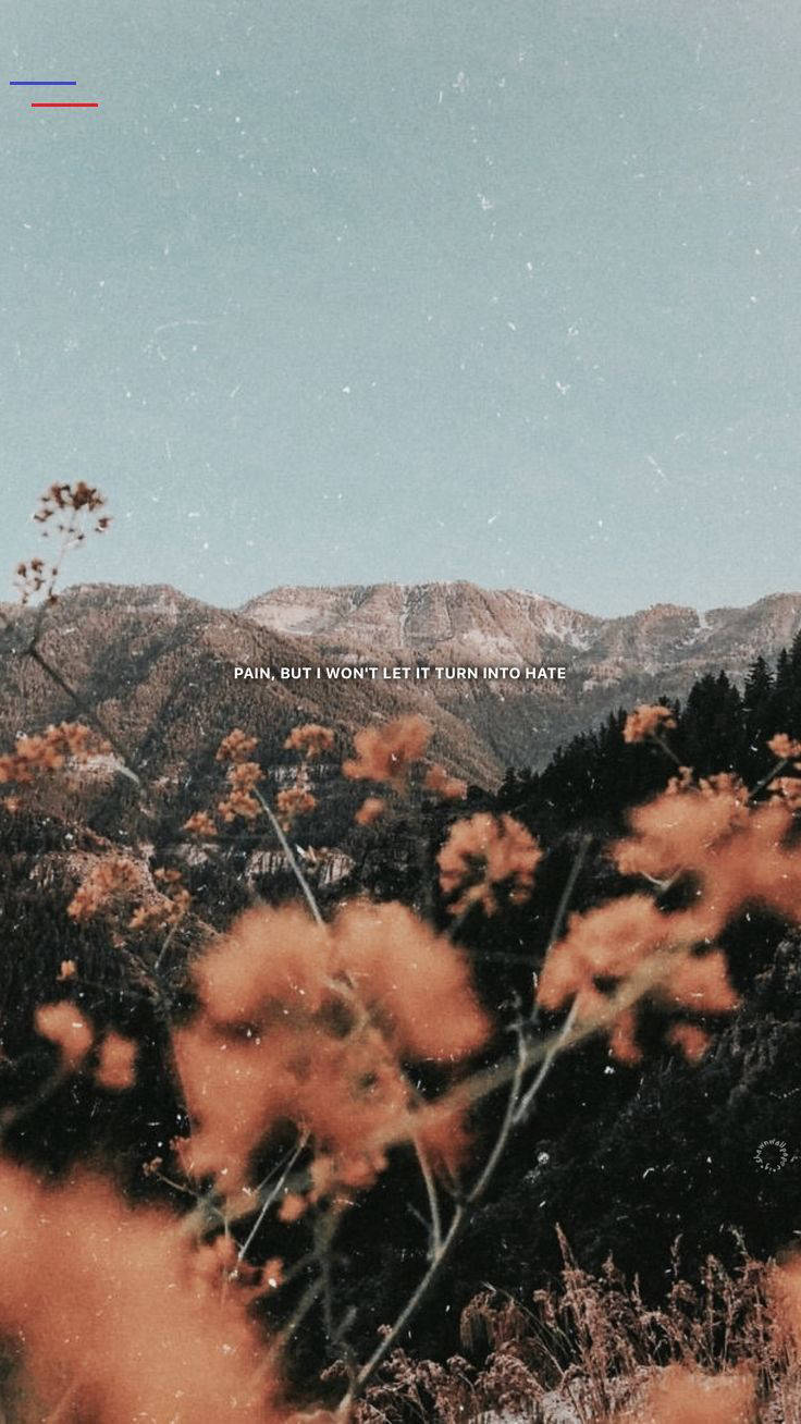 שדה פרחים כתומים אסתטי לאייפון טפט