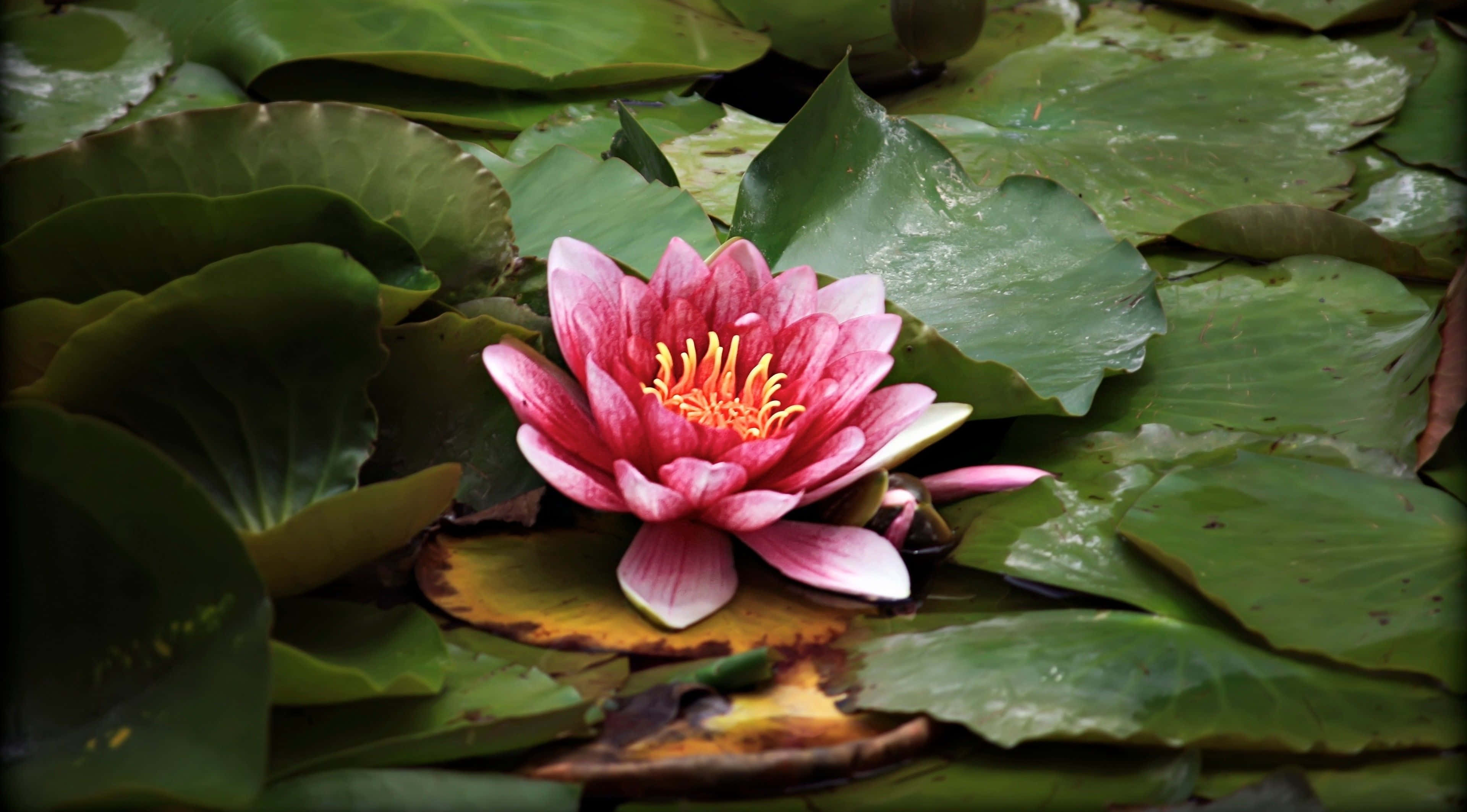 שושנת מים ורודה בבריכה עם עלים ירוקים טפט
