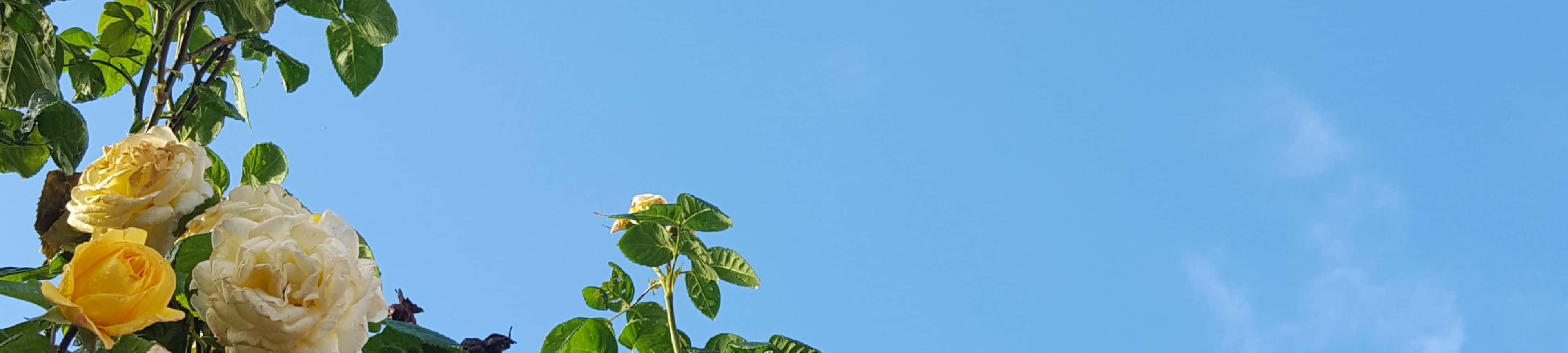 שעון עם פרחים בשמיים טפט