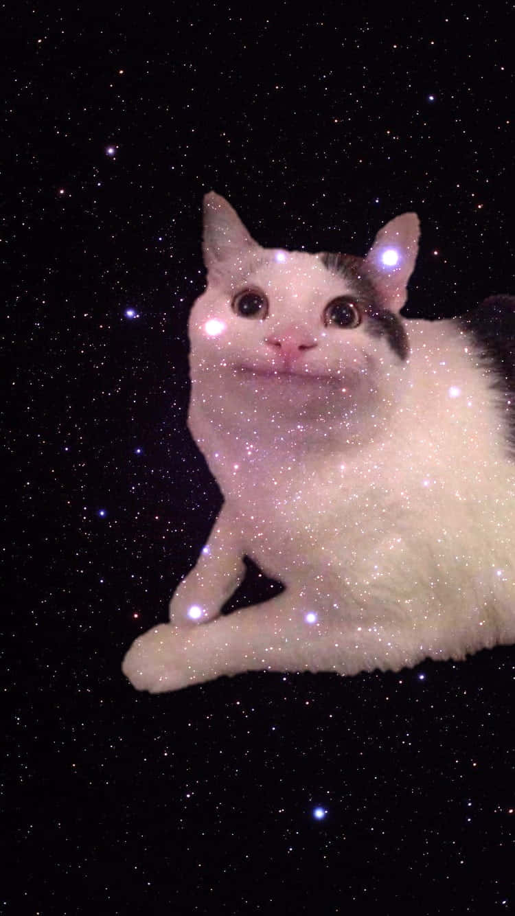 תמונה חמודה של חתול מקולל עם חיוך טפט