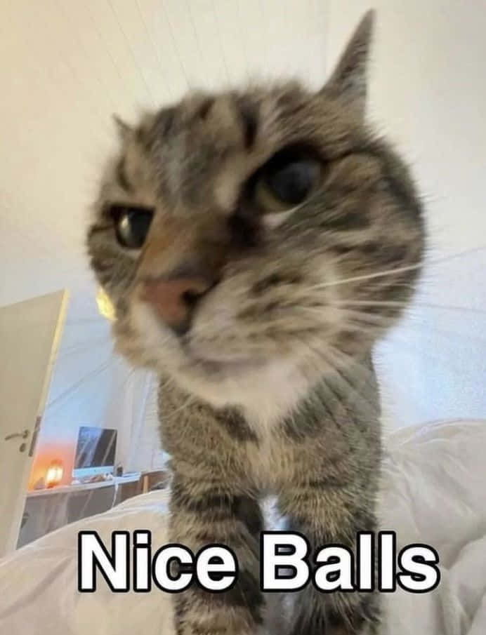 תמונה מצחיקה של חתול עם טקסט 'Nice Balls' טפט