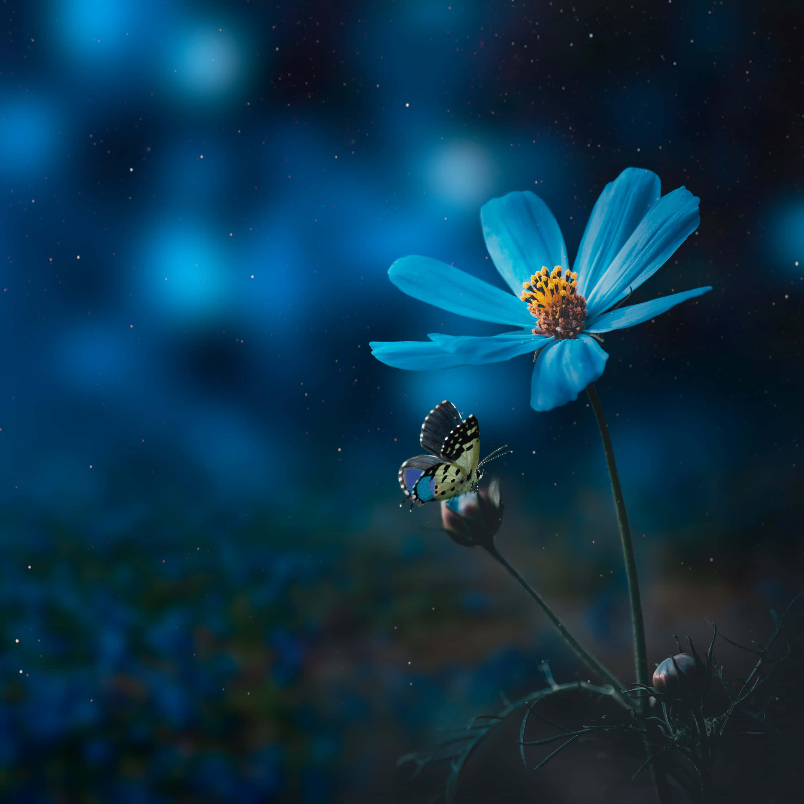 תמונה של פרח כחול ופרפר טפט