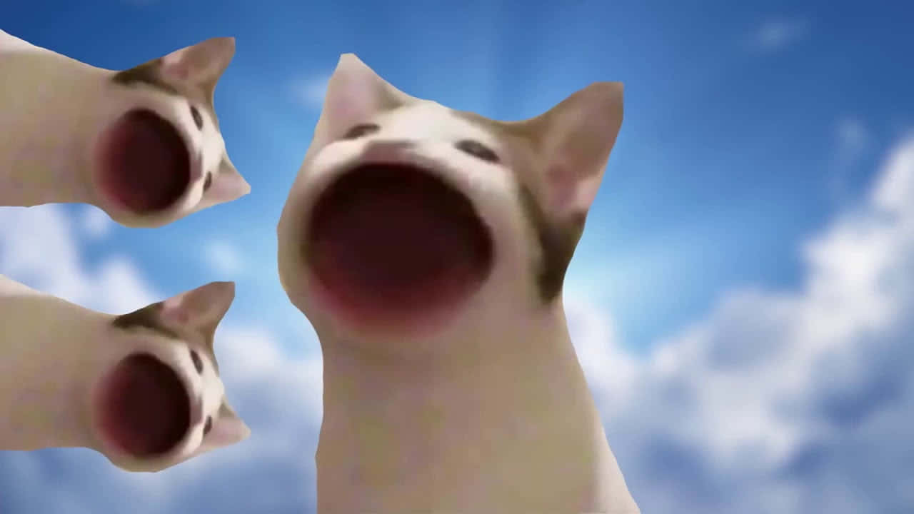 תמונת מם קללה של פופ קאט טפט