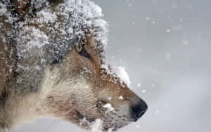 רקע זאב — זאב טפט