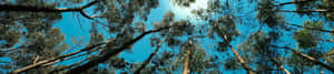 רקע טבע 4K — 4K טבע טפט