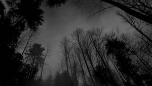 יער מבשר רעות אפור כהה — יער אפל טפט