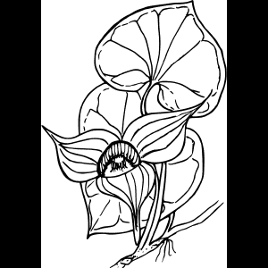 פרח בר בקוים אלגנטיים