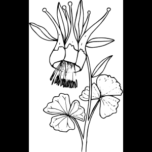 פרח בר סקיצה יצירת אמנות