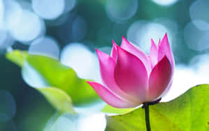 פרח לוטוס שובה בפריחה — פרח לוטוס טפט