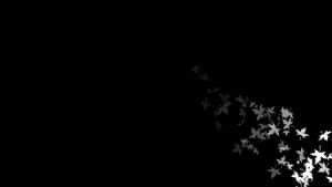 תמונות אסתטיות בשחור-לבן