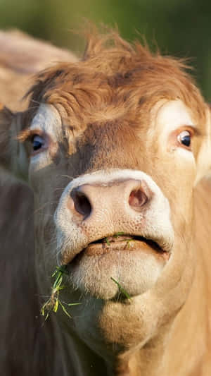 תמונות פרה חמודה